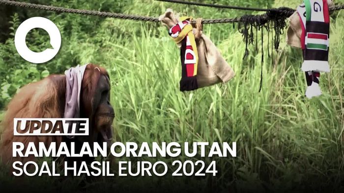 Orang Utan Ini Ramal Jerman Bakal Menang Lawan Hungaria di Euro 2024