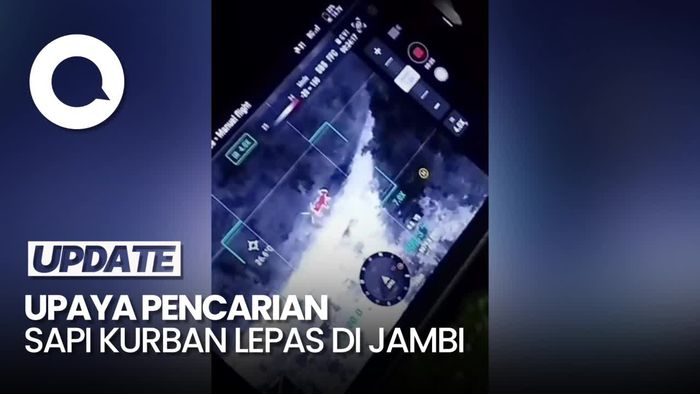 Sapi Kurban di Jambi Lepas Seharian, Sempat Dicari Pakai Drone