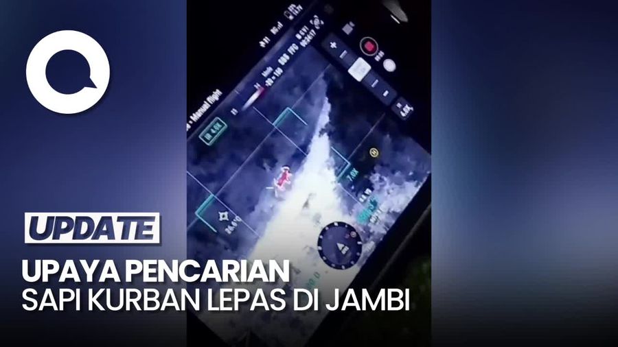 Sapi Kurban di Jambi Lepas Seharian, Sempat Dicari Pakai Drone