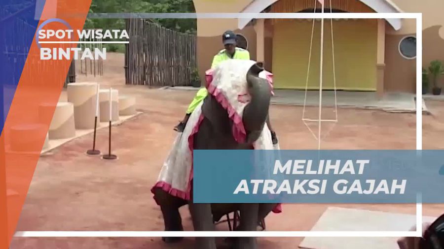 Melihat Keseruan Atraksi Gajah di Jumbo Park Bintan