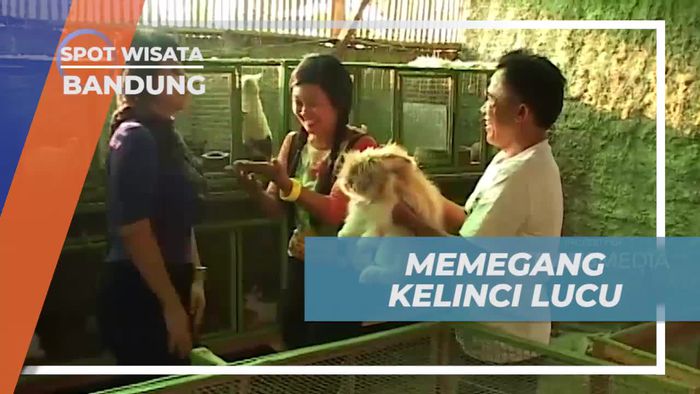 Momen Menggemaskan Bermain Bersama Kelinci Lucu di Bandung