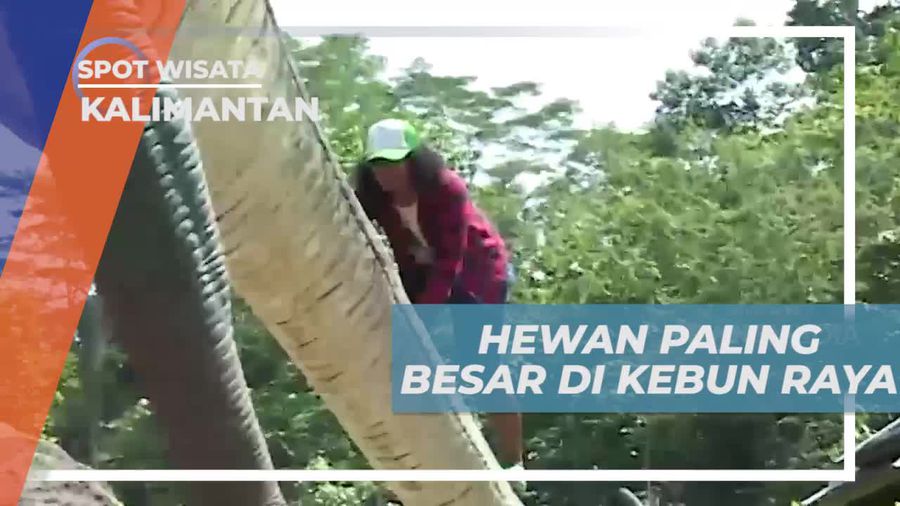 Melihat Patung Dinosaurus di Kebun Raya Unmul Samarinda