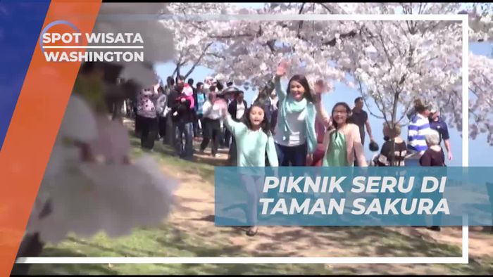 Piknik Asik di Taman Sakura Washington