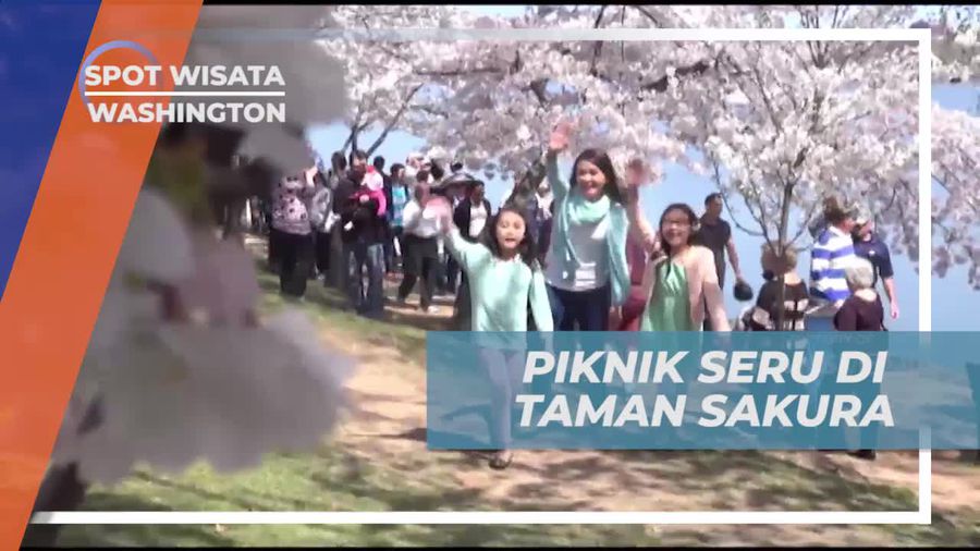 Piknik Asik di Taman Sakura Washington