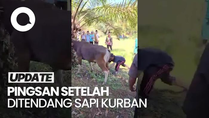 Viral Sapi Kurban di Sumbar Tendang Warga Sampai Muntah-Pingsan