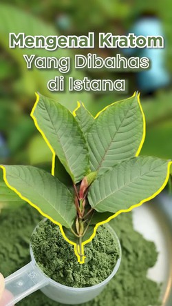 Mengenal Kratom yang Dibahas di Istana