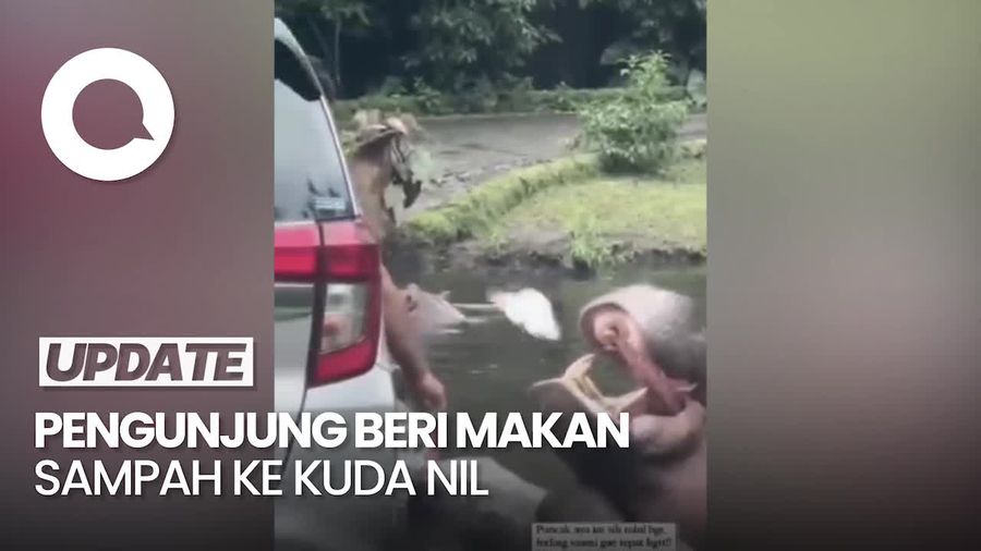 Viral! Pengunjung Taman Safari Beri Makan Kuda Nil Sampah