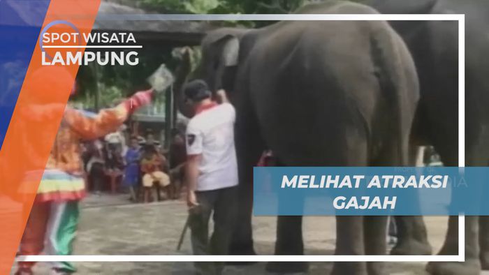 Kemeriahan Warga Melihat Atraksi Gajah di Taman Wisata Bumi Kedaton, Teluk Betung