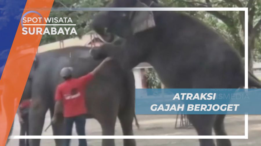Senangnya Melihat Atraksi Gajah Pintar Berjoget di Kebun Binatang, Surabaya