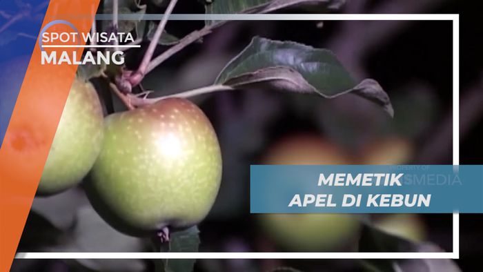 Berburu Buah Apel Khas, Si Kecil yang Manis dan Renyah, Malang