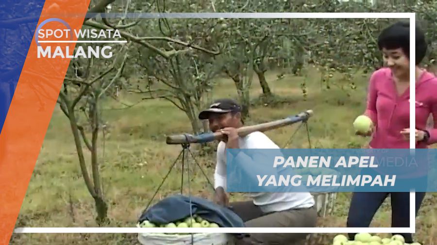 Menjemput Rupiah, Bersemangat Memanen Buah Apel Khas Kota Malang
