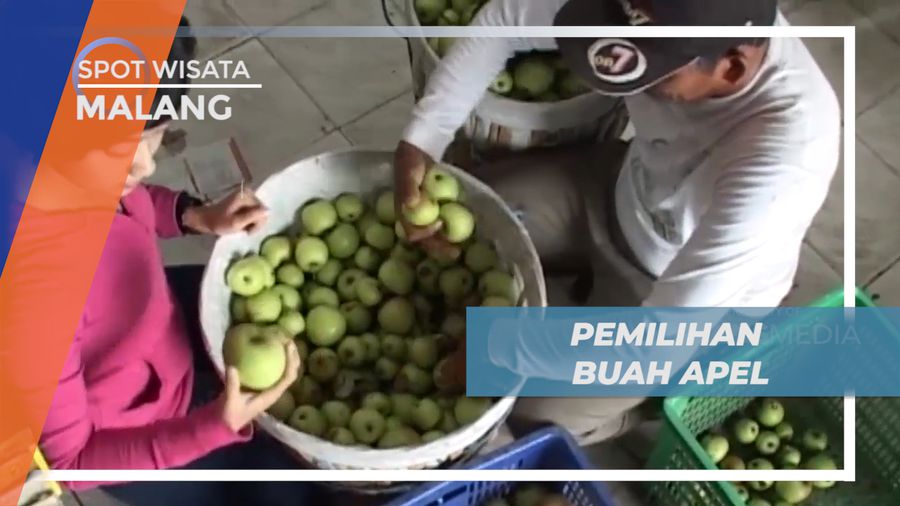 Pilah-pilih Sortir Buah Apel Khas Malang Setelah Panen, Malang