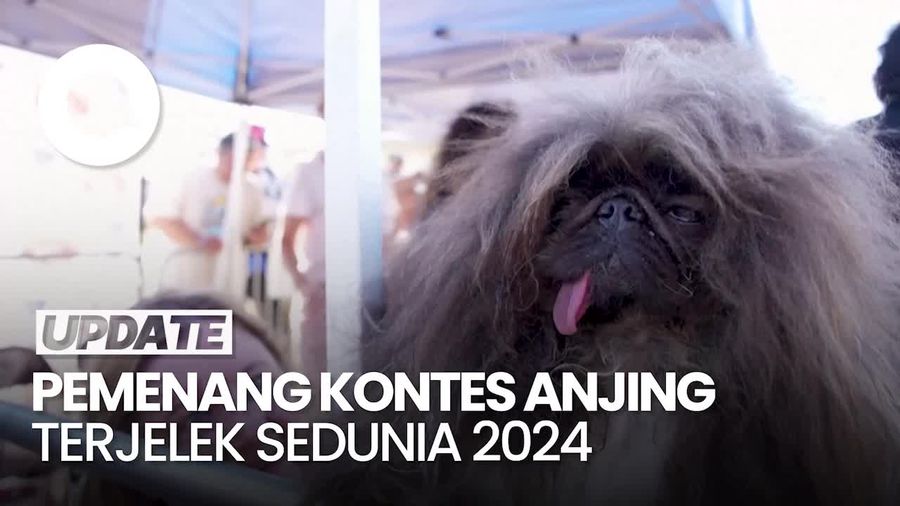 Penampakan Anjing Terjelek Sedunia 2024