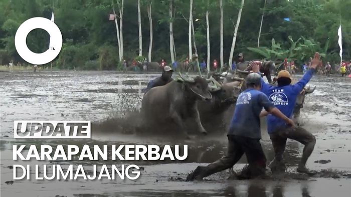 Karapan Kerbau di Lumajang, Tradisi Rasa Syukur Hasil Panen Melimpah