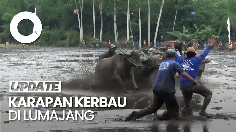 Karapan Kerbau di Lumajang, Tradisi Rasa Syukur Hasil Panen Melimpah