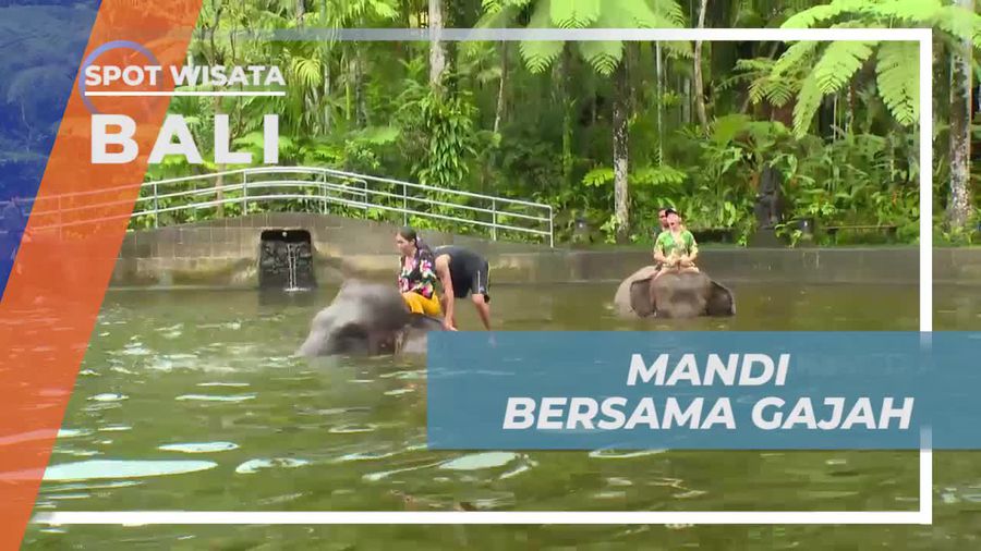 Momen Seru Mandi Bersama Gajah di Mason Elephant Park Bali
