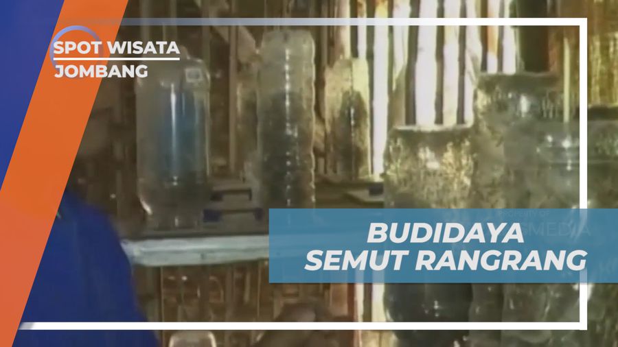 Mendulang Cuan dari Budidaya Semut Rangrang yang Menjanjikan, Jombang