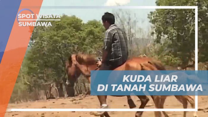 Kuda Liar Khas Sumbawa, Membantu Perekonomian Warga dari Hasil Susu, Sumbawa
