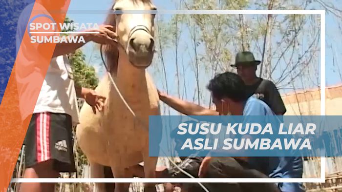 Berburu Manfaat Susu dari Kuda Liar Asli Tanah Sumbawa