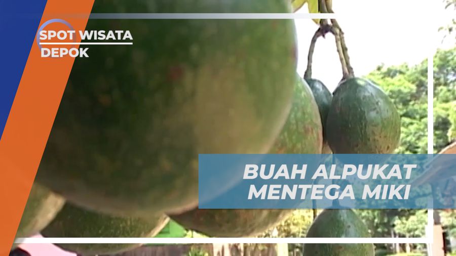 Alpukat Mentega Miki, Buah Alpukat yang Banyak Memiliki Keunggulan, Depok