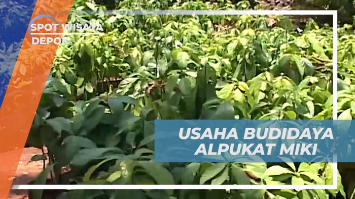 Belajar Secara Langsung Cara Budidaya Buah Alpukat Mentega Khas Depok