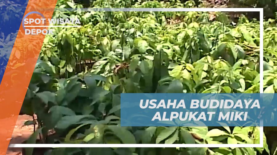 Belajar Secara Langsung Cara Budidaya Buah Alpukat Mentega Khas Depok