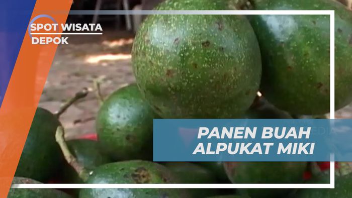 Meraup Untung dari Panen Buah Alpukat Mentega Miki, Depok