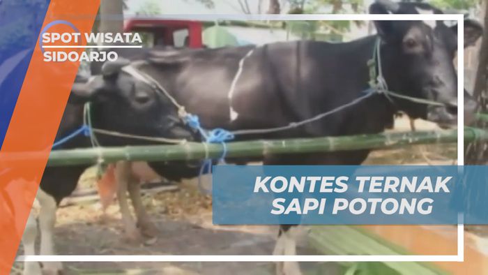 Kemeriahan Kontes Sapi Potong Menjelang Hari Raya Kurban, Sidoarjo