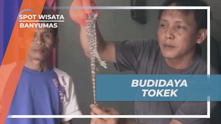 Mendulang Rupiah dari Bisnis Budidaya Tokek yang Menjanjikan, Banyumas