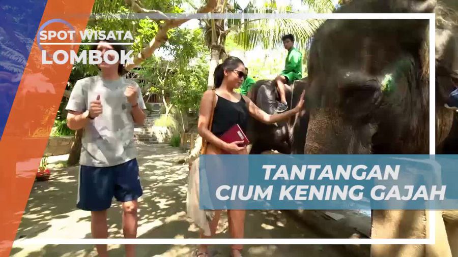 Tantangan Mendebarkan Cium Kening Gajah, Lombok