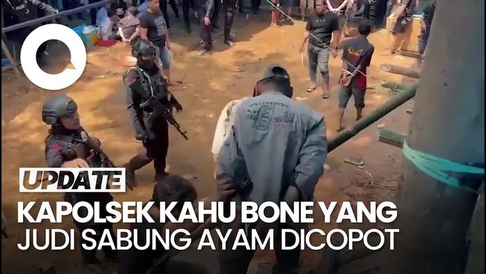 Polisi Judi Sabung Ayam di Sulsel Terungkap, Ternyata Kapolsek Kahu Bone