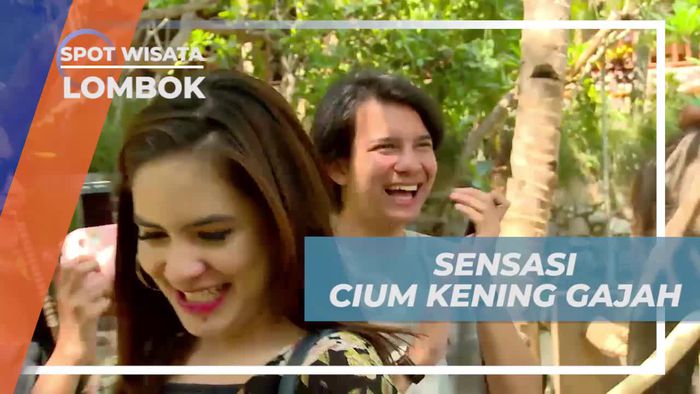 Merasakan Sensasi Menegangkan Cium Kening Gajah, Lombok 