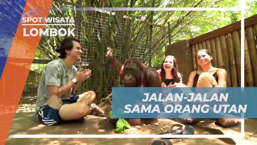 Jalan-jalan Seru Ditemani Orang Utan, Lombok