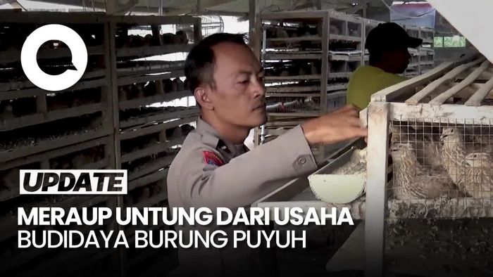 Cerita Polisi di Lumajang Cuan Belasan Juta Berkat Budidaya Burung Puyuh