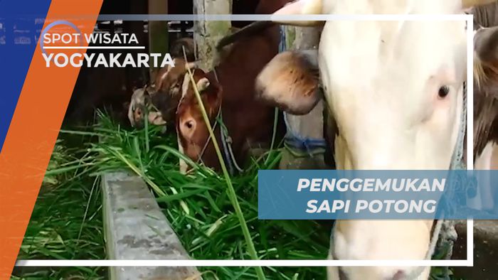 Melihat Proses Penggemukan Sapi Potong, Peternak Rumahan, Yogyakarta