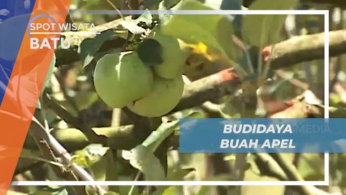 Melihat Proses Budidaya Phon Apel di Kota Batu