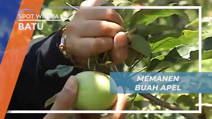 Senangnya Memanen Buah Apel Manalagi Langsung di Kebunnya, Kota Batu