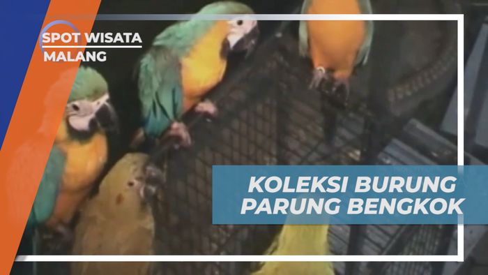 Mengintip Koleksi Burung Paruh Bengkok Milik Warga Kota Malang