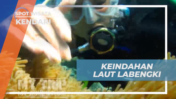 Menikmati Indahnya Surga Bawah Laut di Nemo Spot Diving yang Mempesona, Kendari