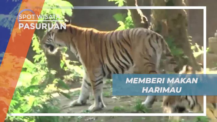 Momen Menegangkan Memberi Makan Harimau di Taman Safari Pasuruan