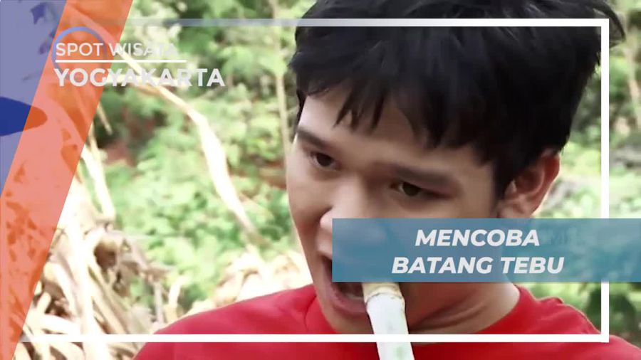 Mencicipi Sensasi Manis Batang Tebu di Yogyakarta 