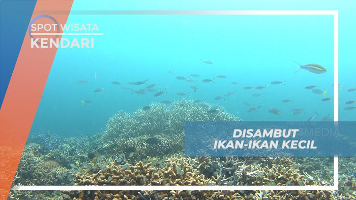 Menyelami Pesona Keindahan Bawah Laut Pulau Labengki, Kendari
