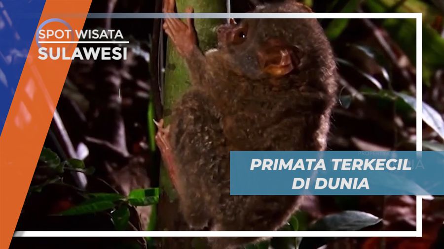 Tarsius, Primata Terkecil di Dunia Penghuni Cagar Alam Tangkoko, Sulawesi Utara