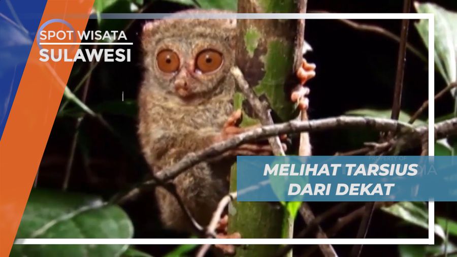 Mengintip Kehidupan Malam Tarsius di Cagar Alam Tangkoko, Sulawesi Utara
