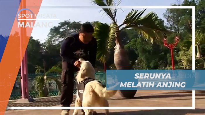 Serunya Melihat Aksi Latihan Anjing Bersam Komunitas Canine, Malang