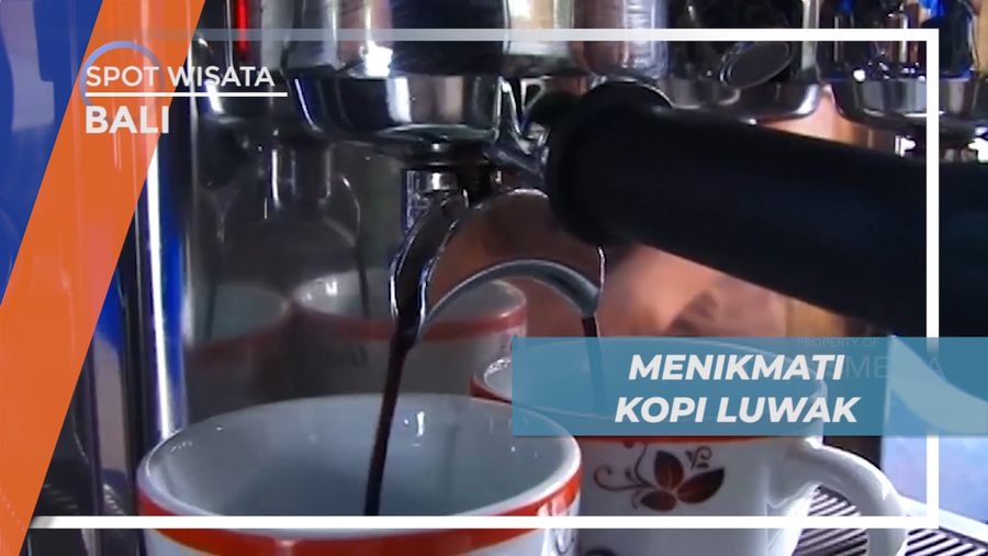 Menikmati Secangkir Hangat Kopi dari Fermentasi Kotoran Musang, Bangli