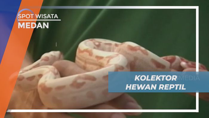 Meraup Untung dari Hobi Mengoleksi Hewan Reptil, Medan