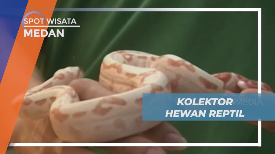 Meraup Untung dari Hobi Mengoleksi Hewan Reptil, Medan
