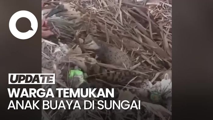 Niat Cari Ikan, Warga di Trenggalek Justru Temukan Anak Buaya