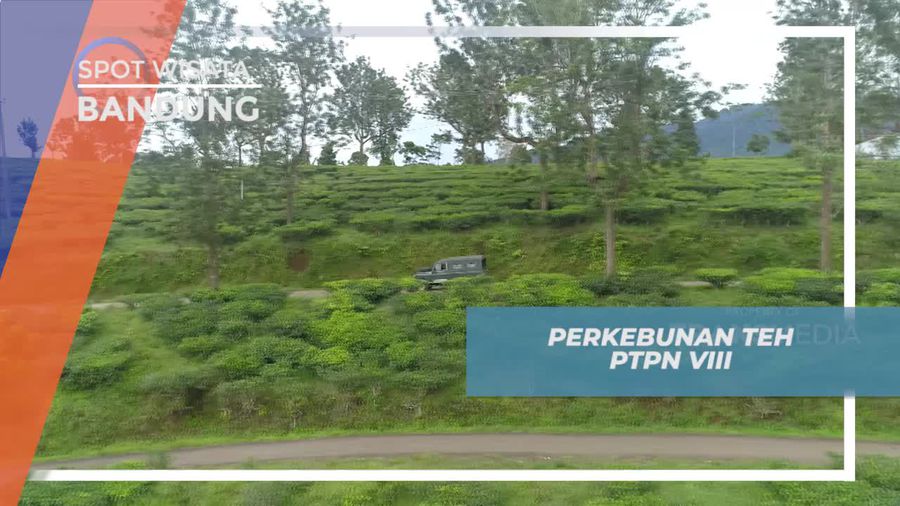 Naik Mobil Menjelajahi Perkebunan Teh Cikalong Bandung 